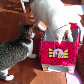 ◆お気に入りのオモチャ…もふもふ♪の画像