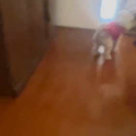 たまに犬での画像