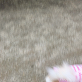 今日のお散歩の画像