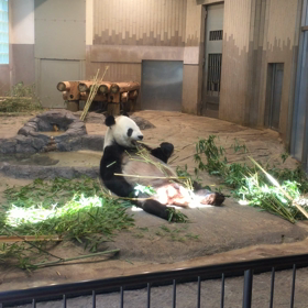 上野動物園のパンダなのだ‼︎の画像