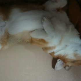 あらよっと！！の画像