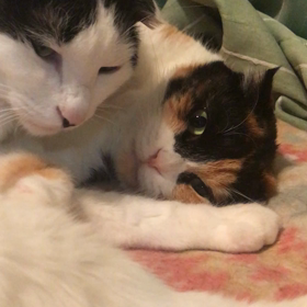 さぶちゃんのダイブの画像