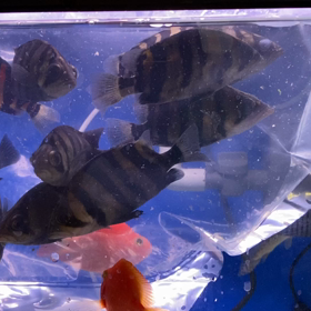 ★スマトラタイガー！★の画像