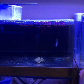 チョウチョウウオの画像