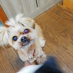 おやつちょうだいな♪の画像