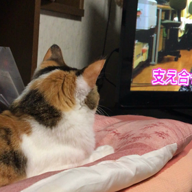 テレビ好き猫の画像