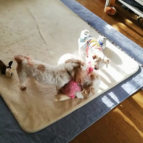 みこちゃん劇場♪の画像