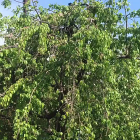 しだれ桜&藤の画像