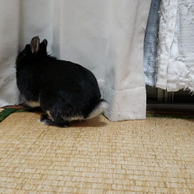 ココちゃんとシュシュの画像