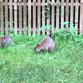 真顔ですがなにか    “「世界一幸せな動物」クオッカ”の画像