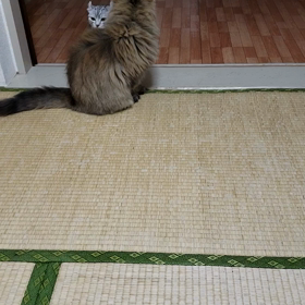 ヤるにゃ！の画像