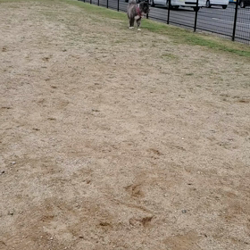 のんびり茶羽ちの画像