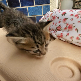 やっぱり今年も来た･･･の画像