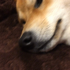 マッサージ♪【動画】の画像