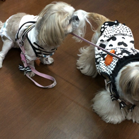 Σ(￣。￣ﾉ)ﾉの画像