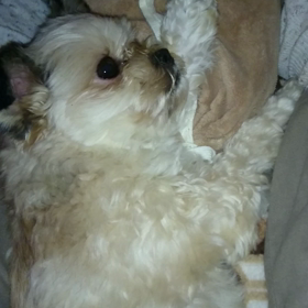 足の間にアロハの画像