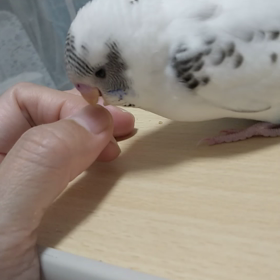 甘えたいの画像