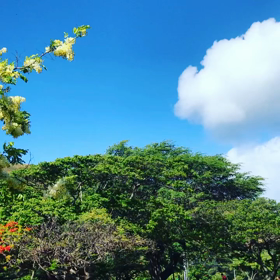 シャワーツリー満開の画像