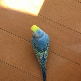 インコ達の豆苗遊びの画像