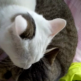 ”猫エイズキャリアのこと　　　　　　　　　　　　　　　　　　　　　　　　　　　　　　　里親募集中の画像