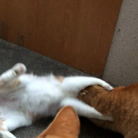 しゃあしゃvsマロ。の画像