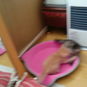 相撲ごっこの画像