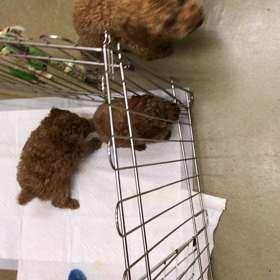 遊んでるの画像