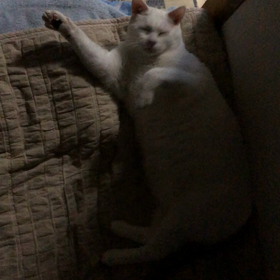 そろそろの画像