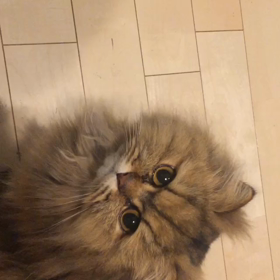 エア鳴きの画像