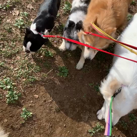 2月22日11わんこと2時間遠足　　代々木公園の画像