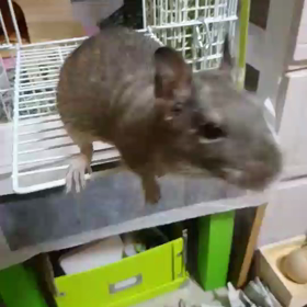 くるっと。アグーちゃん♪の画像