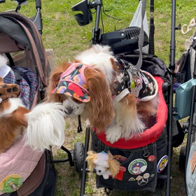 とりあえずこんな感じの画像