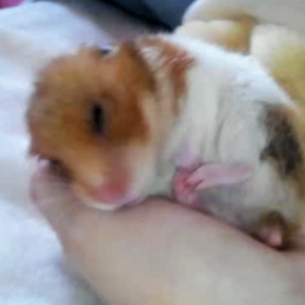 ペロペロはーちゃんの画像