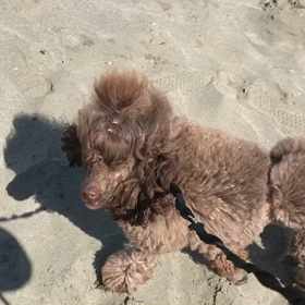 ♪お散歩動画♪お台場海浜公園♪の画像