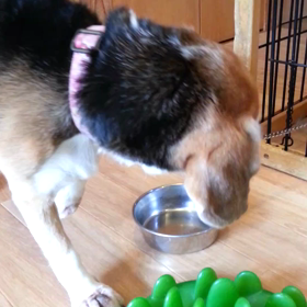 元気なんだけどの画像