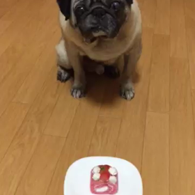 チップ12歳の画像