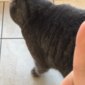 猫も芸できるんだよ。の画像