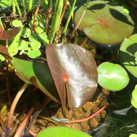 今日のメダカの画像