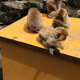 地獄谷野猿公苑の画像