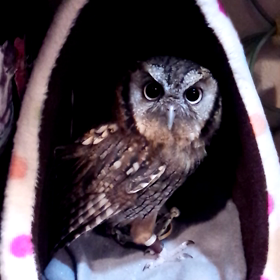 ヒ－タ－♪　動画ですの画像