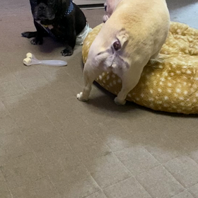 どなたかお相手を…の画像