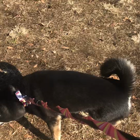 ♪お散歩動画♪代々木公園♪の画像