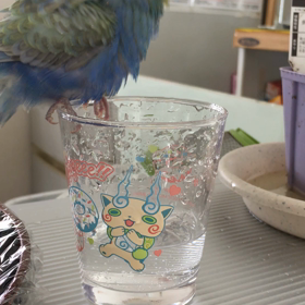 くーちゃん水遊び(^^;)の画像