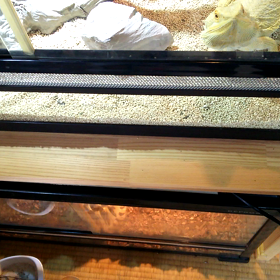 フトアゴヒゲトカゲの実力！の画像