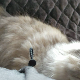 ガジガジの画像