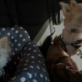 モフモフのお友達の画像