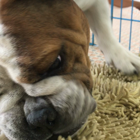 とんトン豚だぜの画像