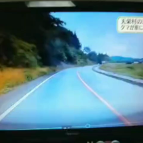 熊と接触したニュース！の画像