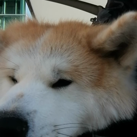 めちゃ暑くなる天気予報だが今のところさわやかな朝＼(^o^)／しつけ訓練用のおやつを忘れてのしつの画像