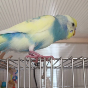 握手で大忙し♡るいぱちの画像